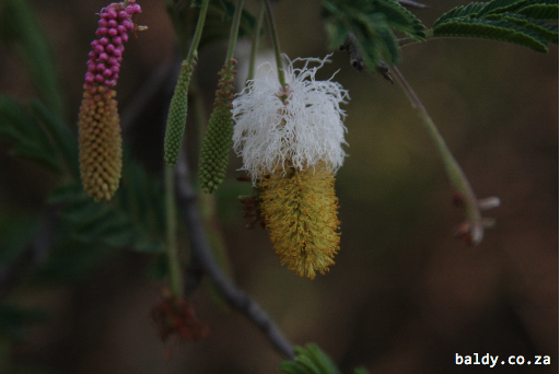 Strange Bushveld Flower