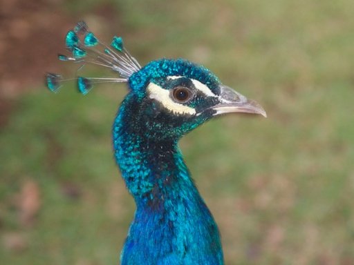 Close-up photo of a peacock using flash
